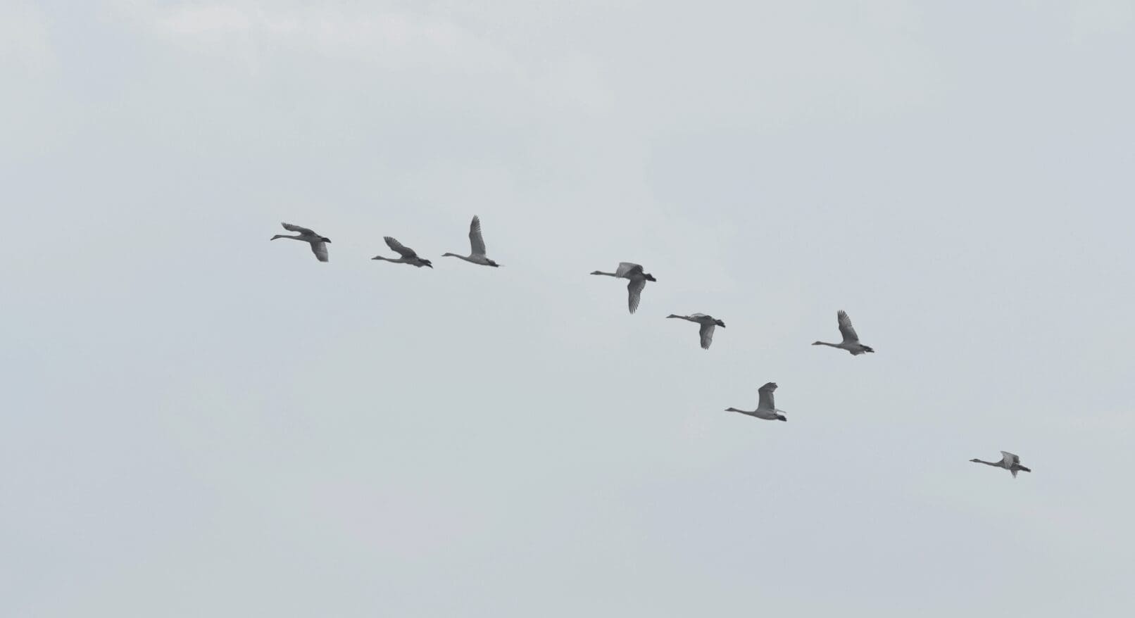 The Paradox of Purpose: Stop Chasing “Big” and Start Living “True”